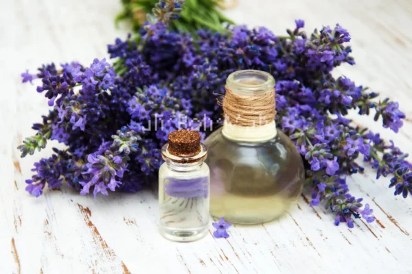 Organic Lavender Essential Oil